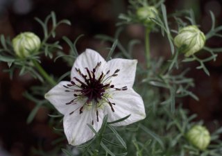 Nigella sativa neboli Černucha setá, též černý kmín