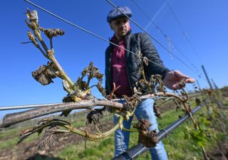 Vinohradníci bojují s nepřízní počasí