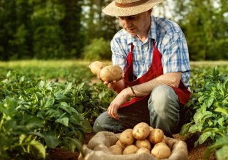 Francouzští farmáři stále pěstují brambory, ale nově i ty sladké