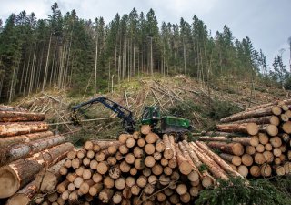 Je po kůrovci. Lesům ČR loni kvůli nižší těžbě dřeva klesl čistý zisk o čtvrtinu