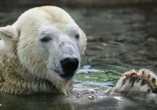 Lední medvěd Tom ze Zoo Praha, který odjel do Kazachstánu, uhynul