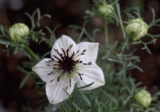 Nigella sativa neboli Černucha setá, též černý kmín