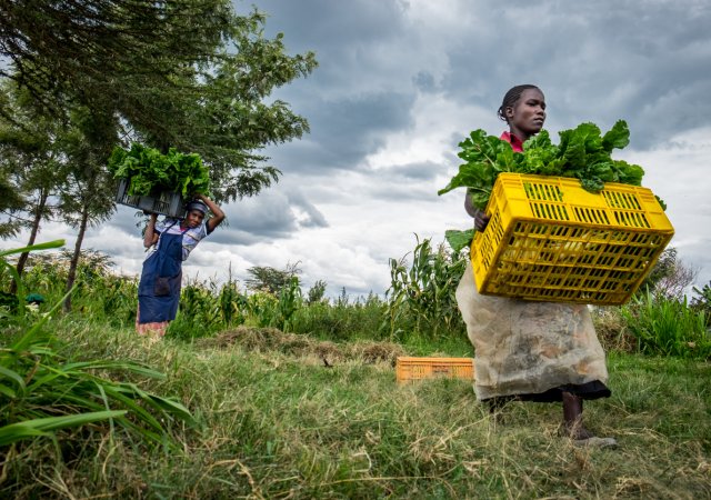 farmářky v Africe, ilustrační foto