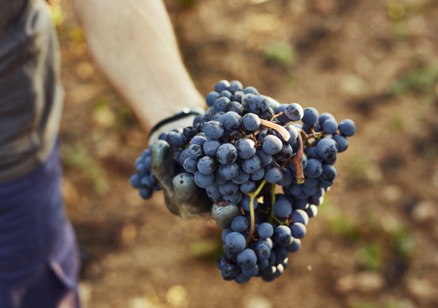 Vinařská unie upozorňuje na kritický nedostatek pracovníků ve vinicích