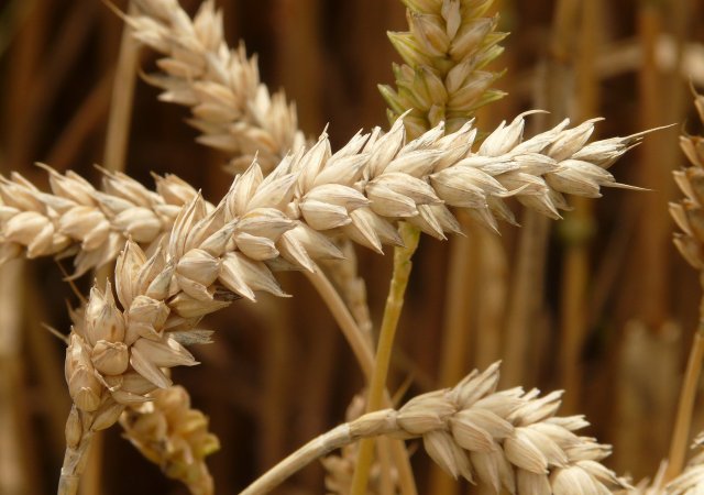Čeští zemědělci mají na skladech nadbytek obilí, důvodem je dovoz pšenice z Ukrajiny.