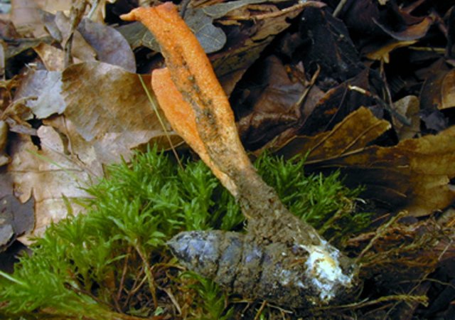 Cordyceps