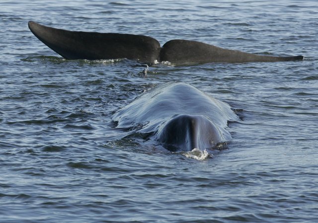 Islanďané mohou ulovit 128 velryb