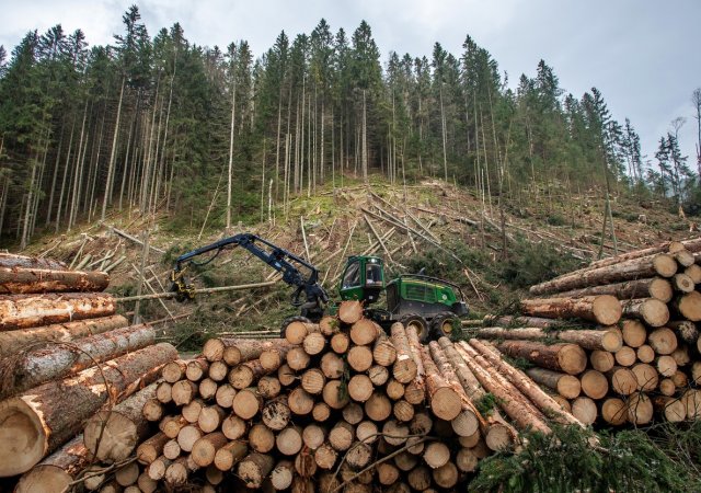 Správa Krkonošského národního parku (KRNAP) kácela rizikové stromy nad silnicí II/252 na Pomezní Boudy v úseku mezi křižovatkou v Temném Dole a Myslivnou, 9. listopadu 2022.