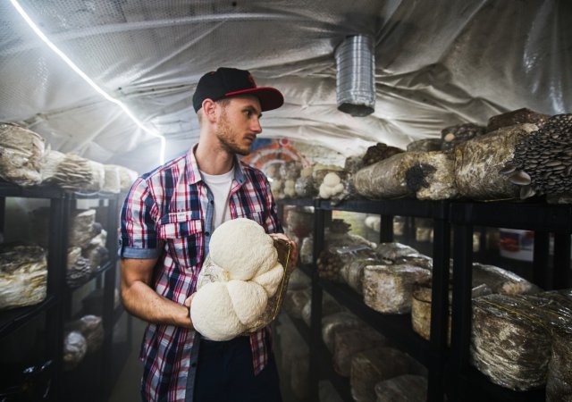 David Kovář začal v době covidové pandemie pěstovat houby v garáži