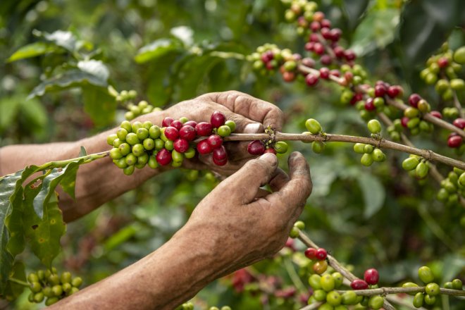 Arabica je nejdražší za skoro 50 let. Šálek espressa bude zase stát o nějakou tu korunu víc