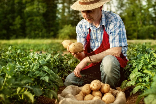 Francouzští farmáři stále pěstují brambory, ale nově i ty sladké