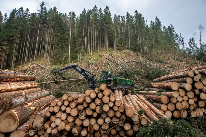 Je po kůrovci. Lesům ČR loni kvůli nižší těžbě dřeva klesl čistý zisk o čtvrtinu