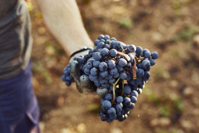 Vinařská unie upozorňuje na kritický nedostatek pracovníků ve vinicích