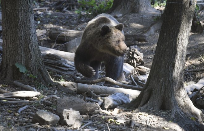 Medvědi se na Slovensku rychle množí