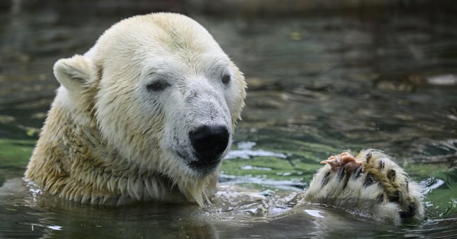 Lední medvěd Tom ze Zoo Praha, který odjel do Kazachstánu, uhynul