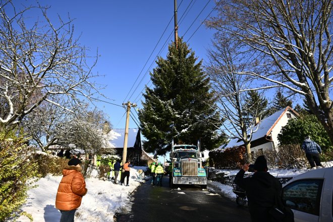 Vánoční strom pro Staroměstské náměstí v Praze je znovu z Českolipska