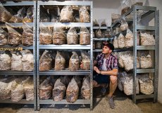 Měsíčně je schopný nabídnout spotřebitelům 70 kilogramů hub