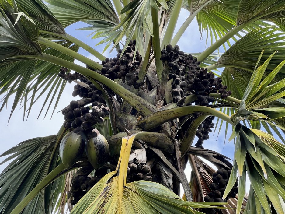 Coco de mer rostoucí v botanické zahradě