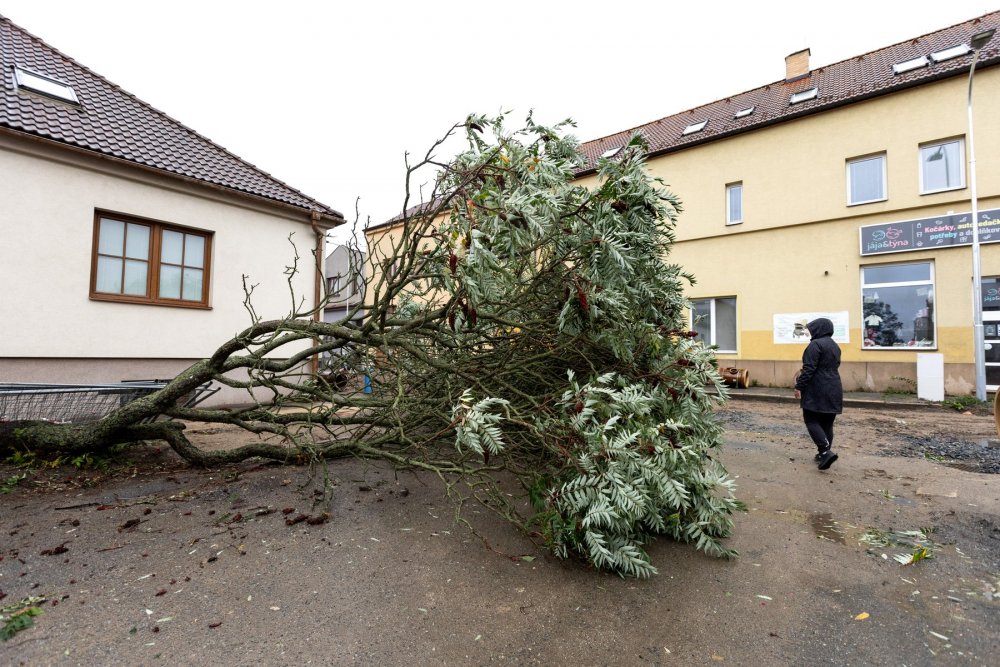 Situaci po vydatných deštích komplikuje silný vítr, na silnici je padlý strom, 15. září 2024, Třebíč.