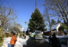 Vánoční strom pro Staroměstské náměstí v Praze je znovu z Českolipska