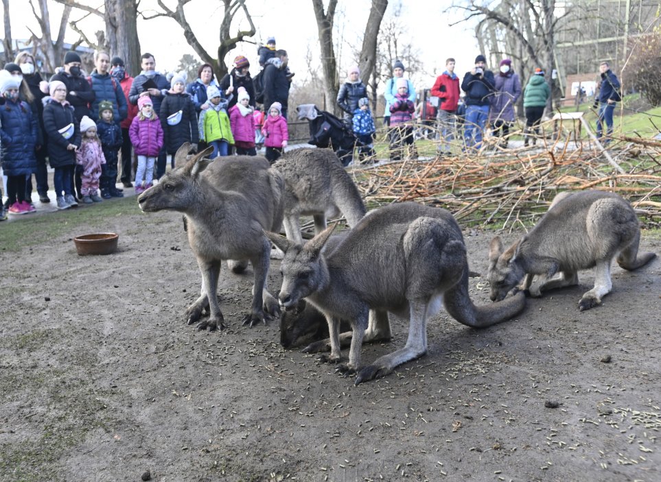 A v Praze zase na Štědrý den zamířila řada lidí do zoo, kde mohli sledovat třeba krmení klokanů obrovských.