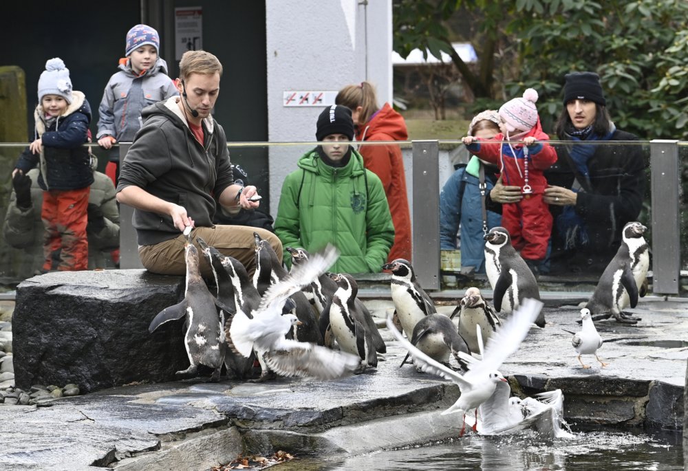 A v Praze zase na Štědrý den zamířila řada lidí do zoo, kde mohli sledovat třeba krmení tučňáků Humboldtových.