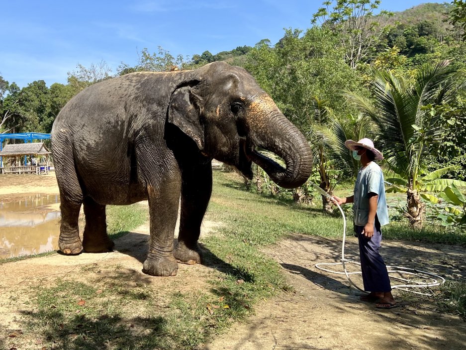 Kromě hotelů musely na více než rok zavřít také různé atrakce fungující pouze pro turisty. Třeba Green Elephant Sanctuary Park.