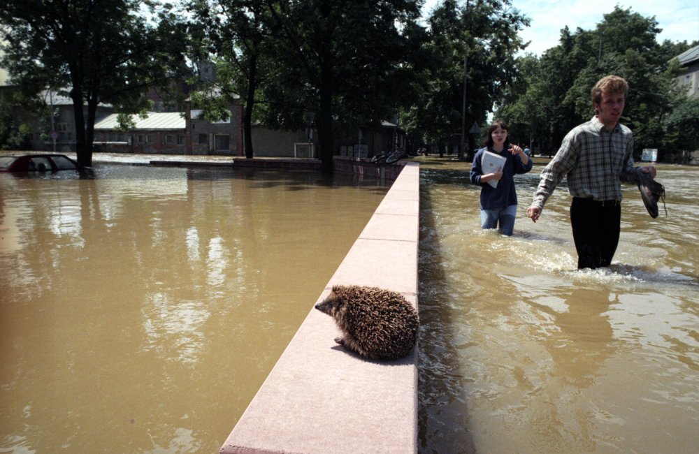 Opuštěný ježek v zaplavených olomouckých ulicích. (9.7.1997)