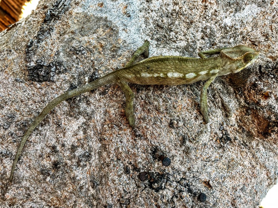 Jeden z mnoha zdejších chameleonů, Nosy Be, Madagaskar