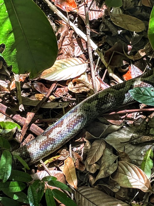 Tree Boa - Hroznýš madagaskarský, Lokobe, Madagaskar