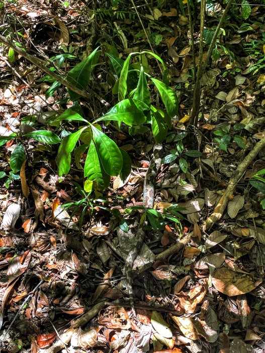 Tree Boa - Hroznýš madagaskarský., Lokobe, Madagaskar