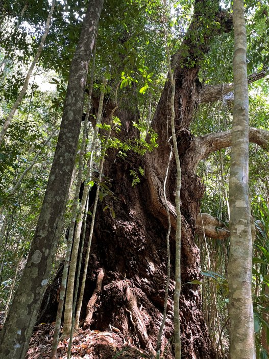 Prales v přírodní rezervaci Lokobe, Madagaskar