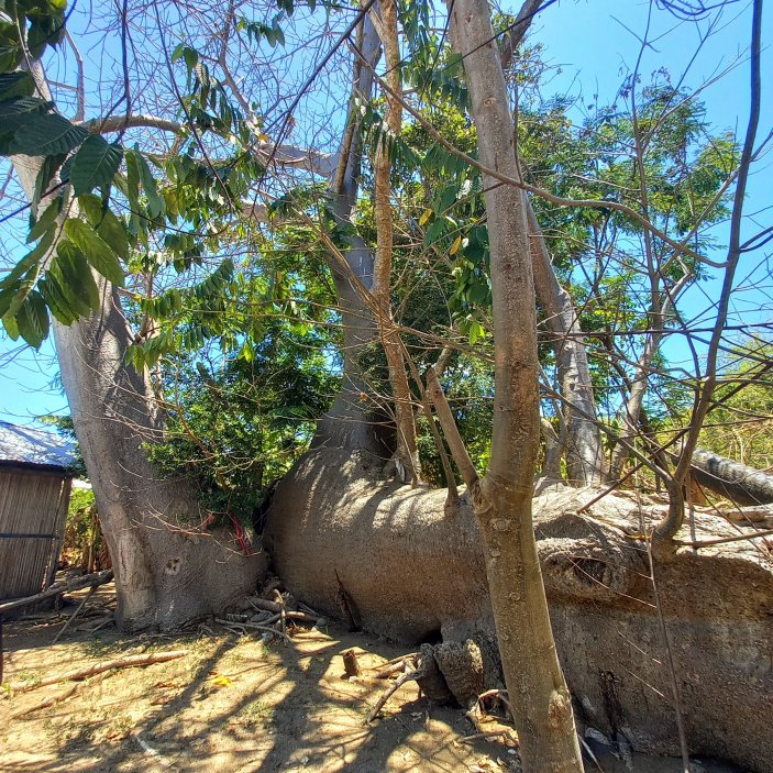 Posvátný baobab, který podle legendy ženich věnoval rodičům své nevěsty místo zebu.