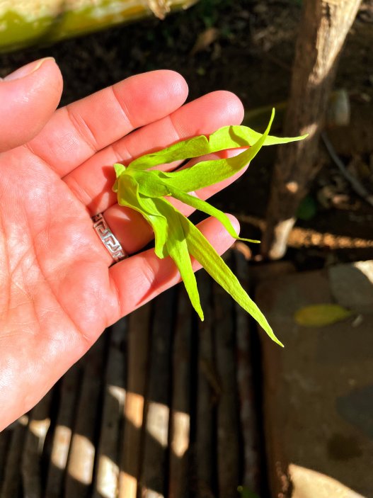 Květ ylang-ylang, jehož esence slouží jak základ parfému Chanel No.5. Ke sběru je když je žlutý.