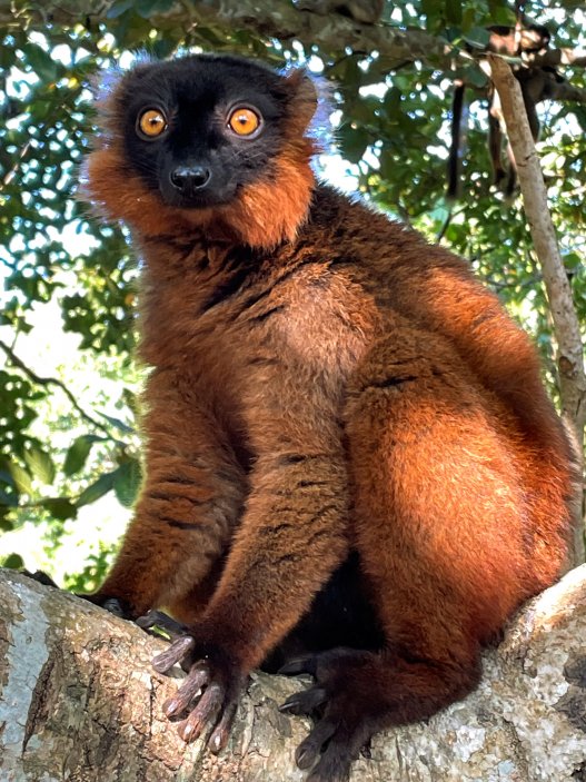 Soukromá zoo Lemur Land láká na ochočené lemury.