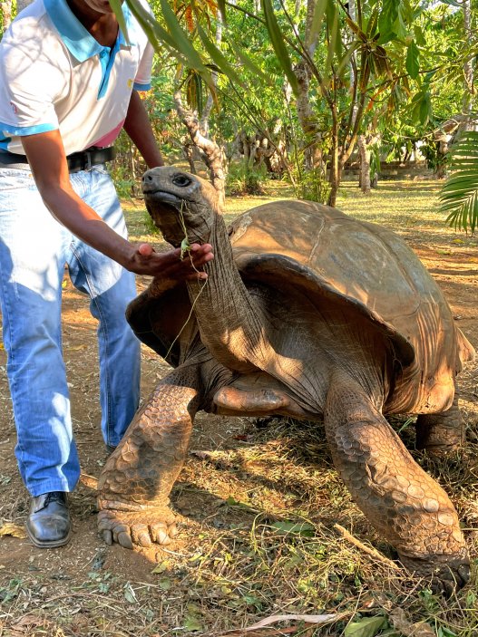 Kolegovi Josefíny Bonapartovi je prý 220 let... Lemur Land, Nosy Be, Madagaskar