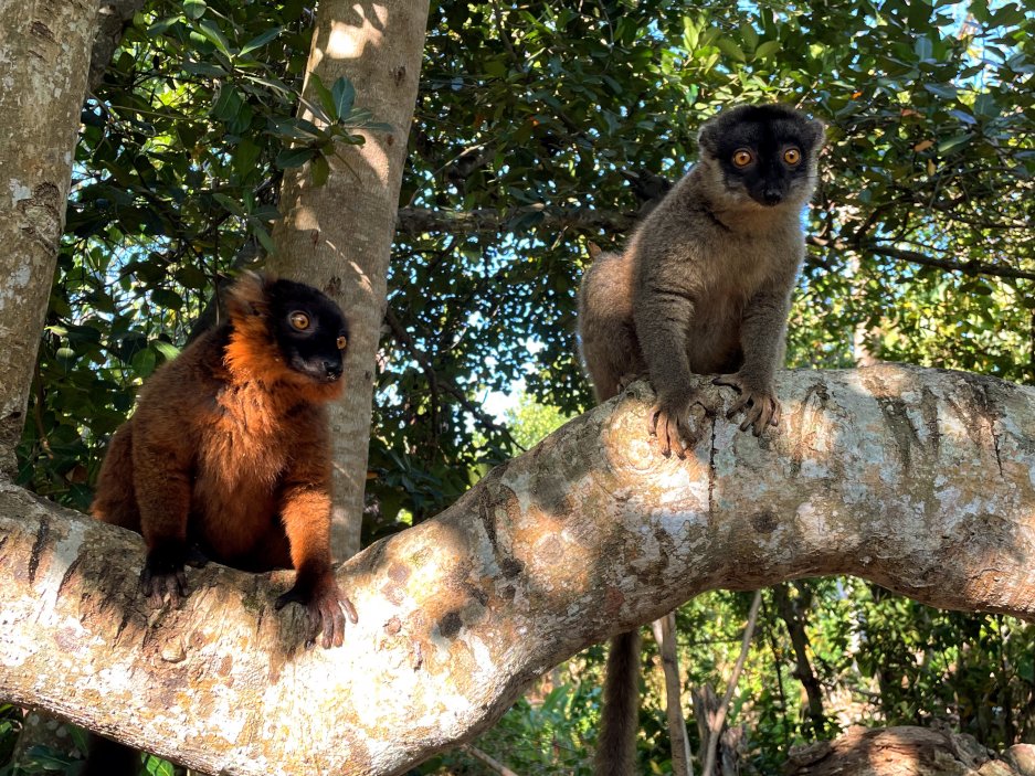 Lemur hnědý. Samice a samec. Lemur Land, Nosy Be, Madagaskar