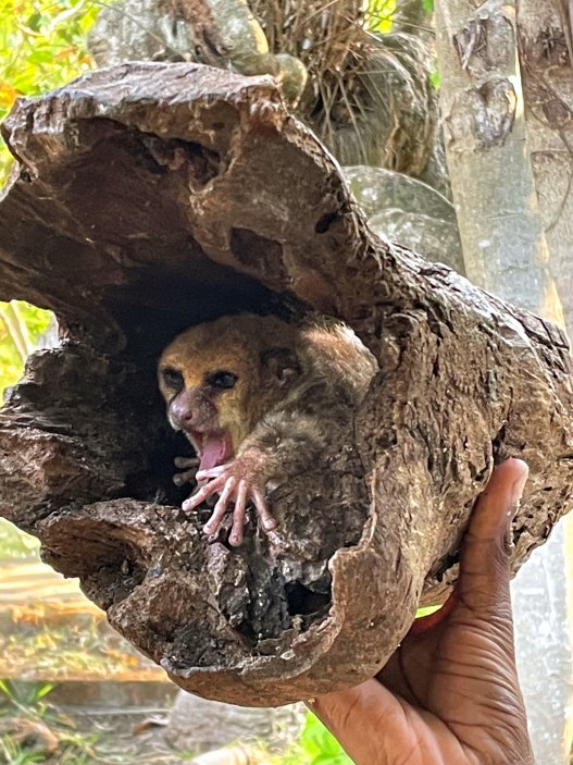 Jeden z nejmenších primátů - nejmenší lemur zvaný Maki trpasličí se vejde do dlaně a živí se především hmyzem. 