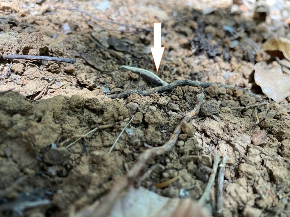 Nejmenší chameleon světa - Brookesia nana, Nosy Be, Madagaskar