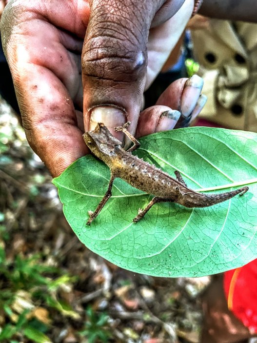 Chameleon, patrně Brokesie růžkatá, Nosy Be, Madagaskar