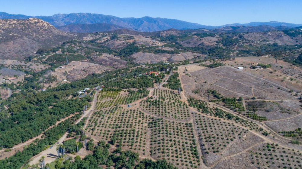 Na ranči je vysázeno přes 1200 avokádových stromů, množství citrusů a eukalyptů a také několik růžových zahrad. 