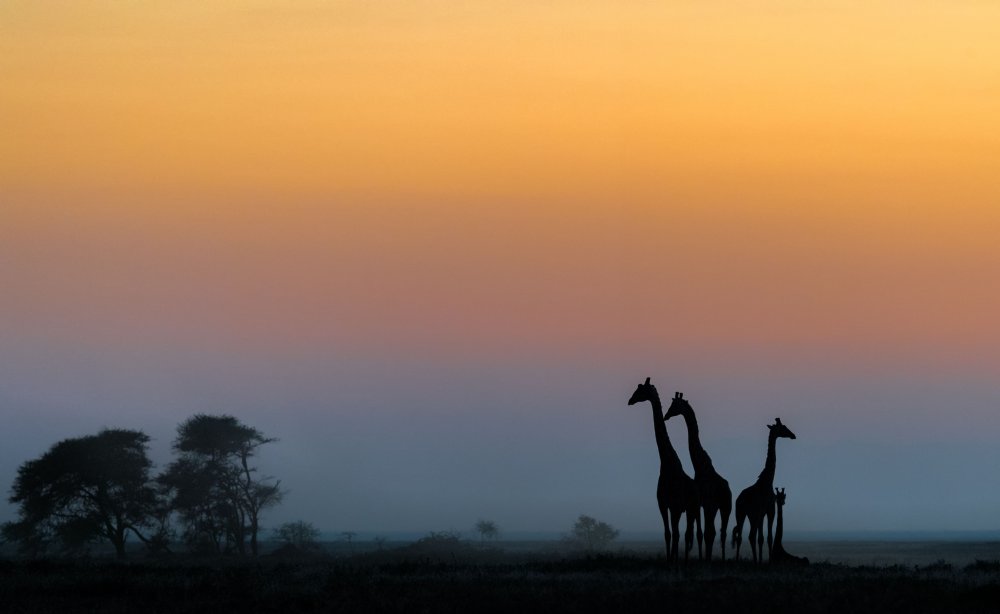 Národní park Ruaha je druhým největším národním parkem v Tanzánii hned po slavnějším Serengeti na severu země, kam směřuje většina nadšenců pravého afrického safari. Podle cestovatelského portálu travelandleisure.com je ale právě proto zajímavější vyrazit do Národního parku Ruaha, kde díky minimu návštěvníků si prý můžete připadat jako v soukromé rezervaci a nečeká vás absurdní jízda v koloně aut pronásledujících jednu tlupu lvů či slonů.