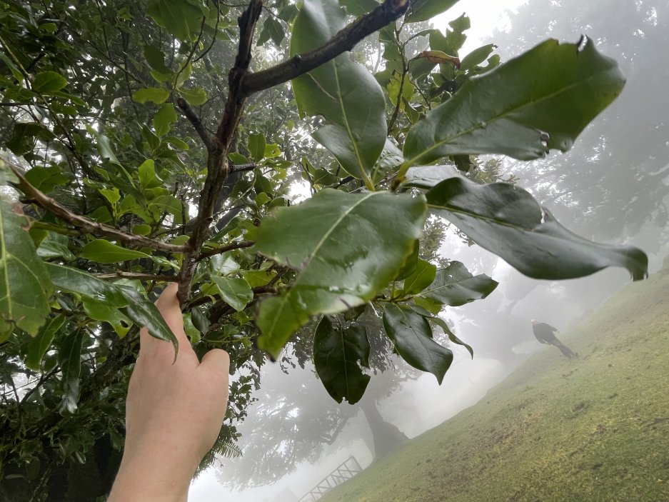 Madeira je jedním z mála míst na světě, kde jsou letité a rozsáhlé vavřínovité lesy.