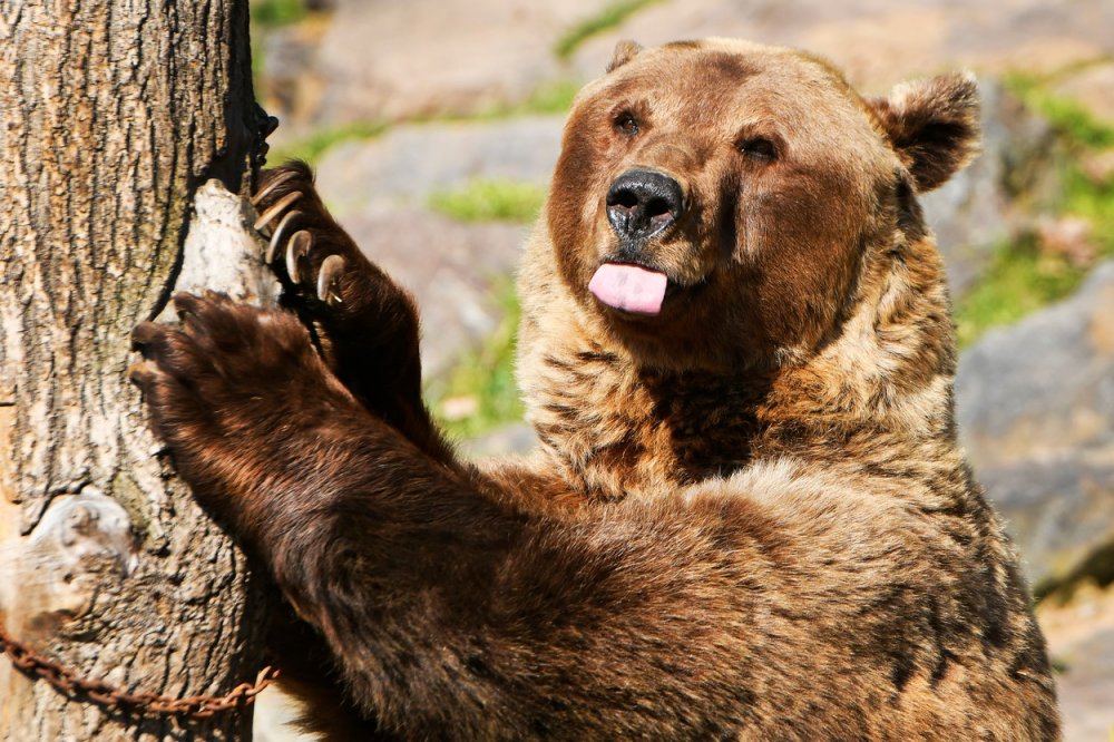 Plzeňská zoo oslaví 20. a 30.narozeniny všech tří medvědů brtníků (Ursus arctos), 6. dubna 2023 Plzeň.