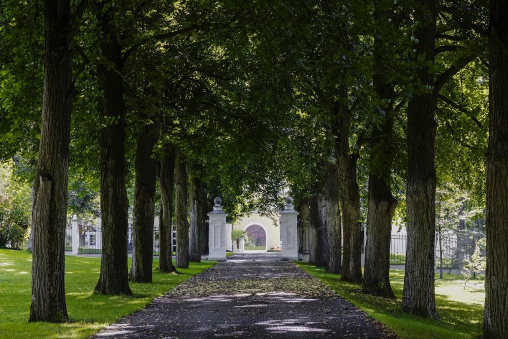 Vzrostlé stromy, včetně aleje vedoucí skrze celý park, doplňují nově osazené stromy a keře.